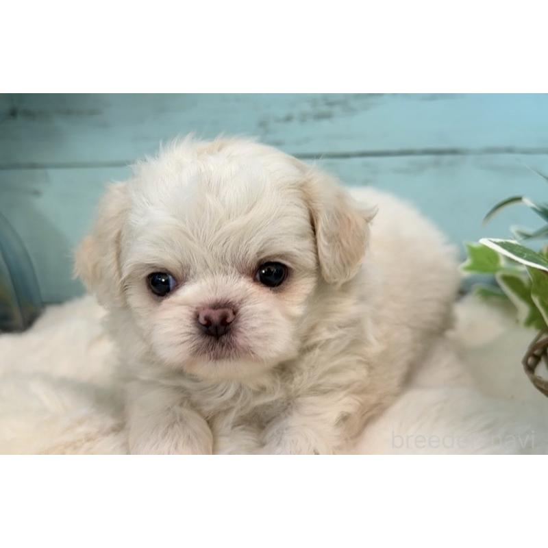 販売中の埼玉県のミックス犬-436821の14枚目