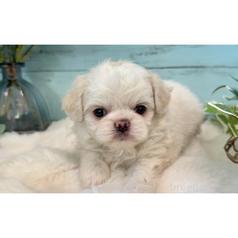 販売中の埼玉県のミックス犬-436821の13枚目