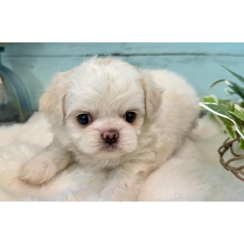 販売中の埼玉県のミックス犬-436821の12枚目