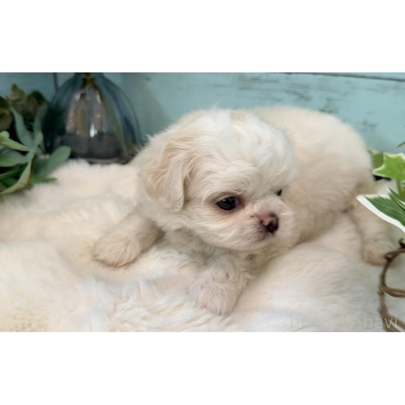 販売中の埼玉県のミックス犬-436821の10枚目