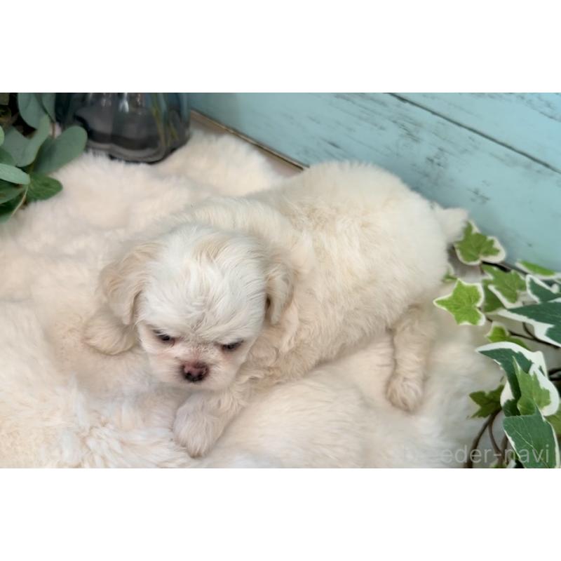 販売中の埼玉県のミックス犬-436821の8枚目