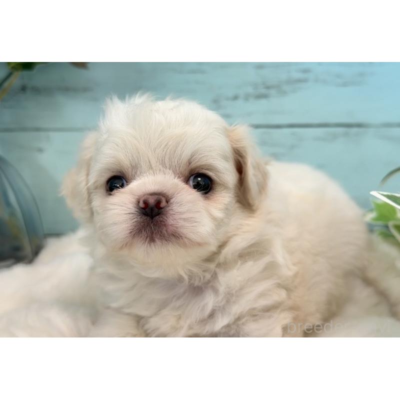 販売中の埼玉県のミックス犬-436821の9枚目