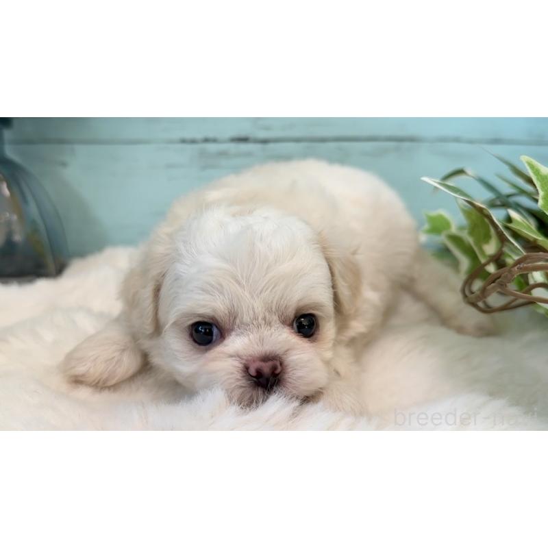 販売中の埼玉県のミックス犬-436821の7枚目