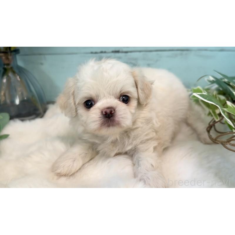 販売中の埼玉県のミックス犬-436821の5枚目