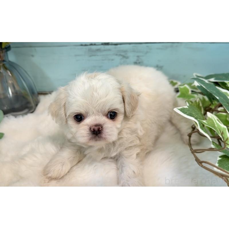 販売中の埼玉県のミックス犬-436821の6枚目