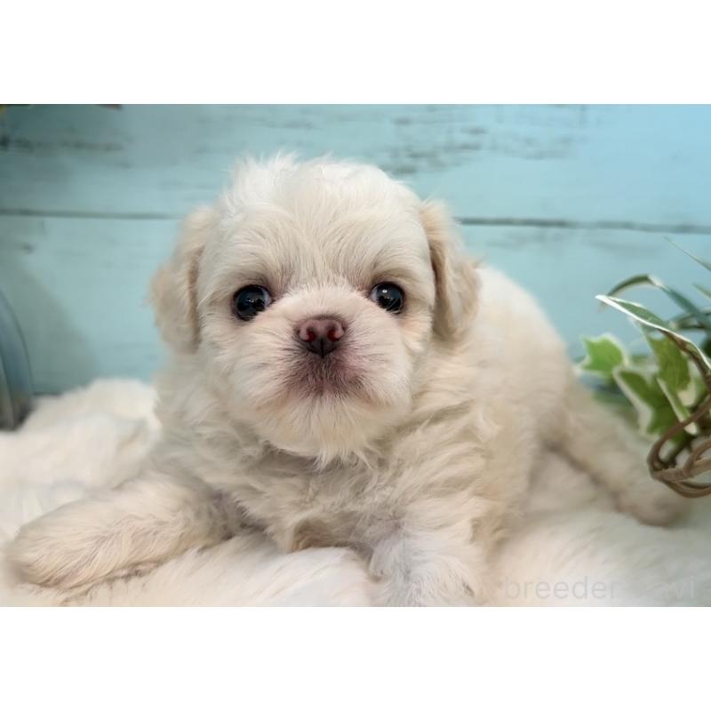 販売中の埼玉県のミックス犬-436821の4枚目