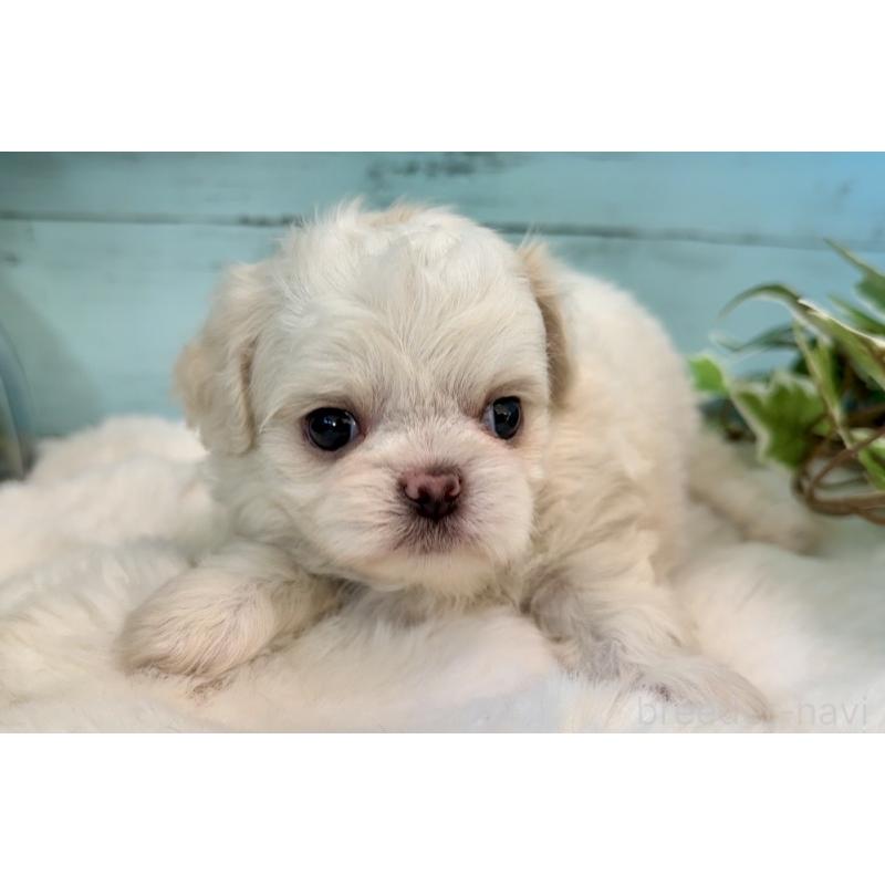 販売中の埼玉県のミックス犬-436821の3枚目