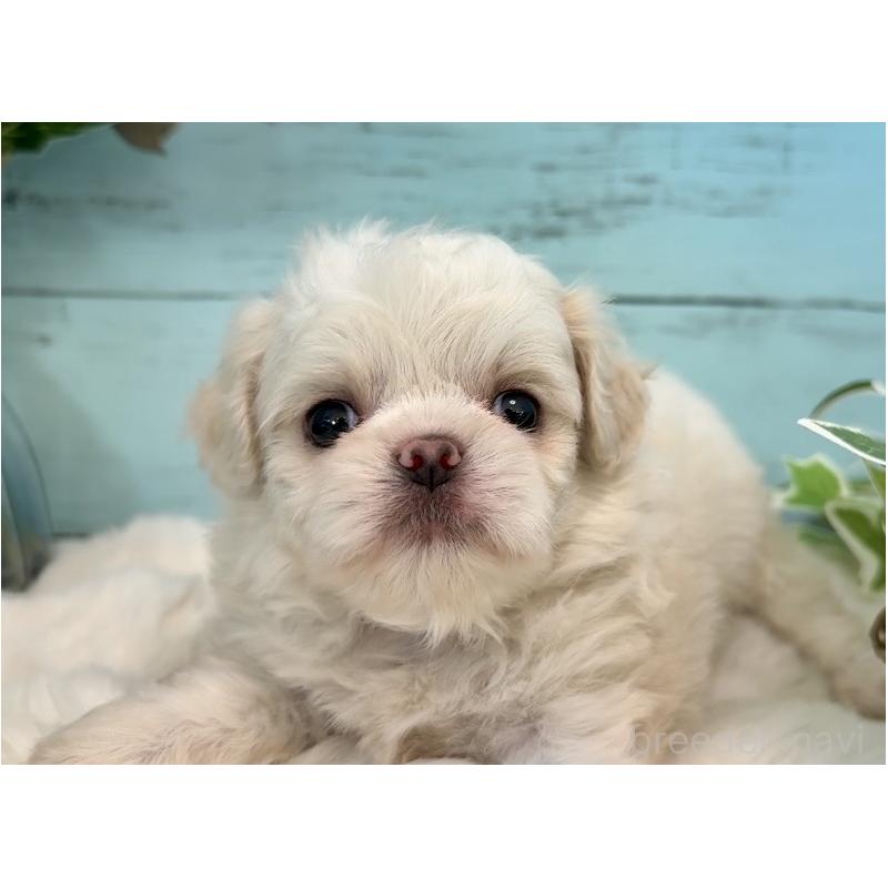 販売中の埼玉県のミックス犬-436821の2枚目