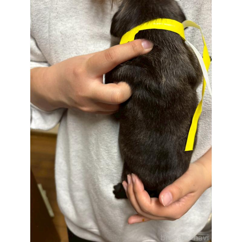 販売中の栃木県のミックス犬-436823の3枚目