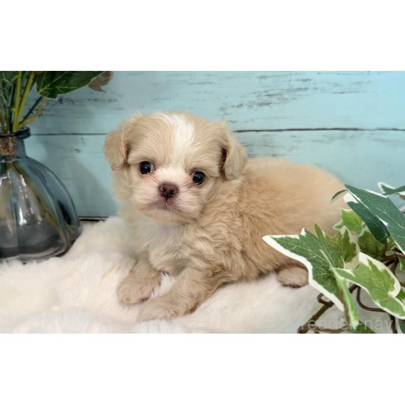 販売中の埼玉県のミックス犬-436822の14枚目