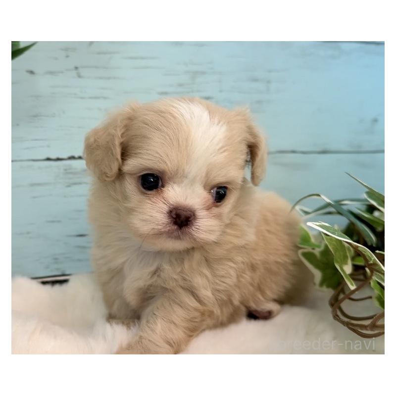 販売中の埼玉県のミックス犬-436822の13枚目