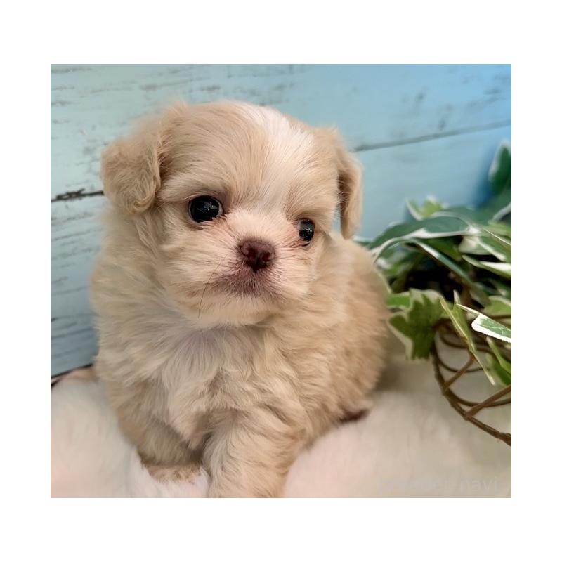 販売中の埼玉県のミックス犬-436822の12枚目