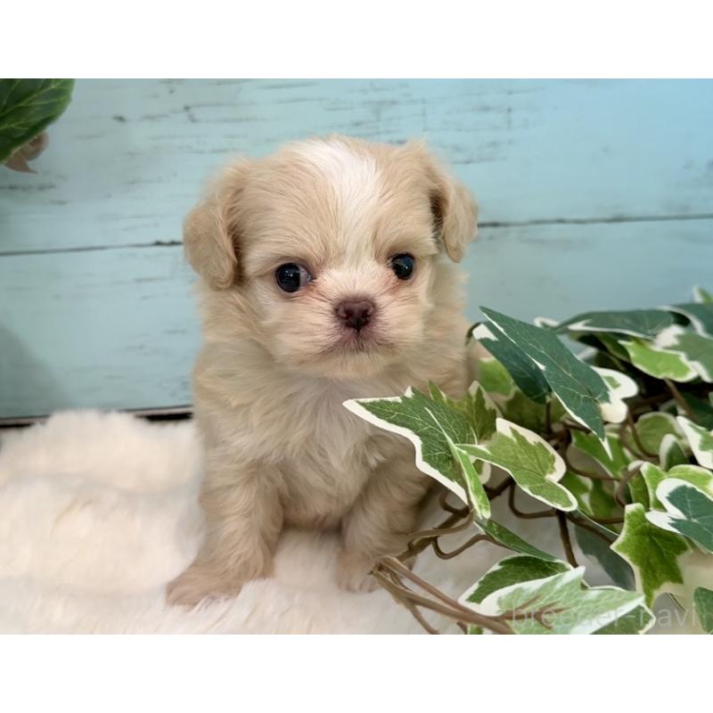 販売中の埼玉県のミックス犬-436822の10枚目