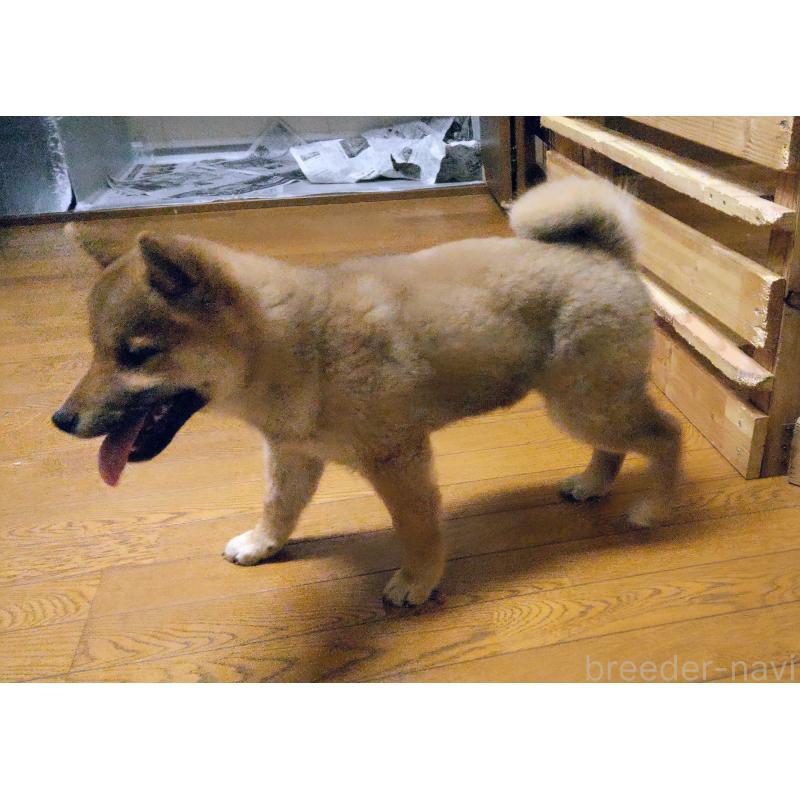成約済の秋田県の柴犬-418363の5枚目