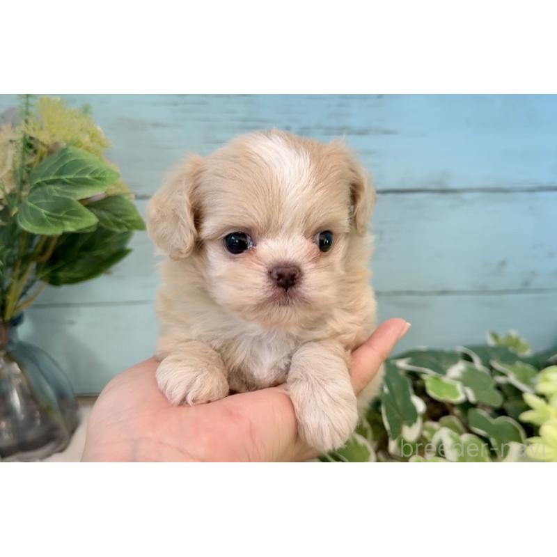 販売中の埼玉県のミックス犬-436822の8枚目