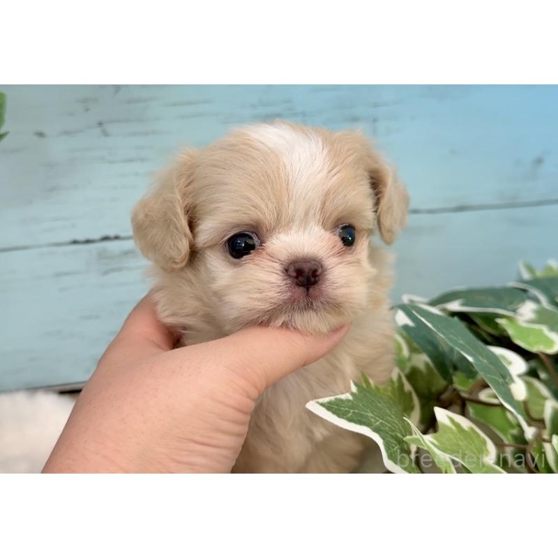 販売中の埼玉県のミックス犬-436822の7枚目