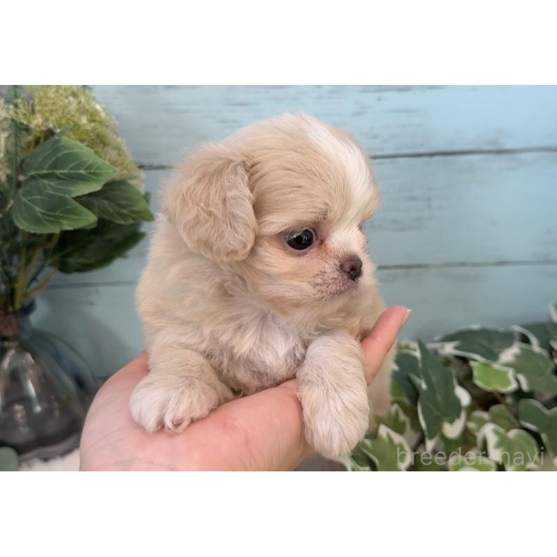 販売中の埼玉県のミックス犬-436822の6枚目