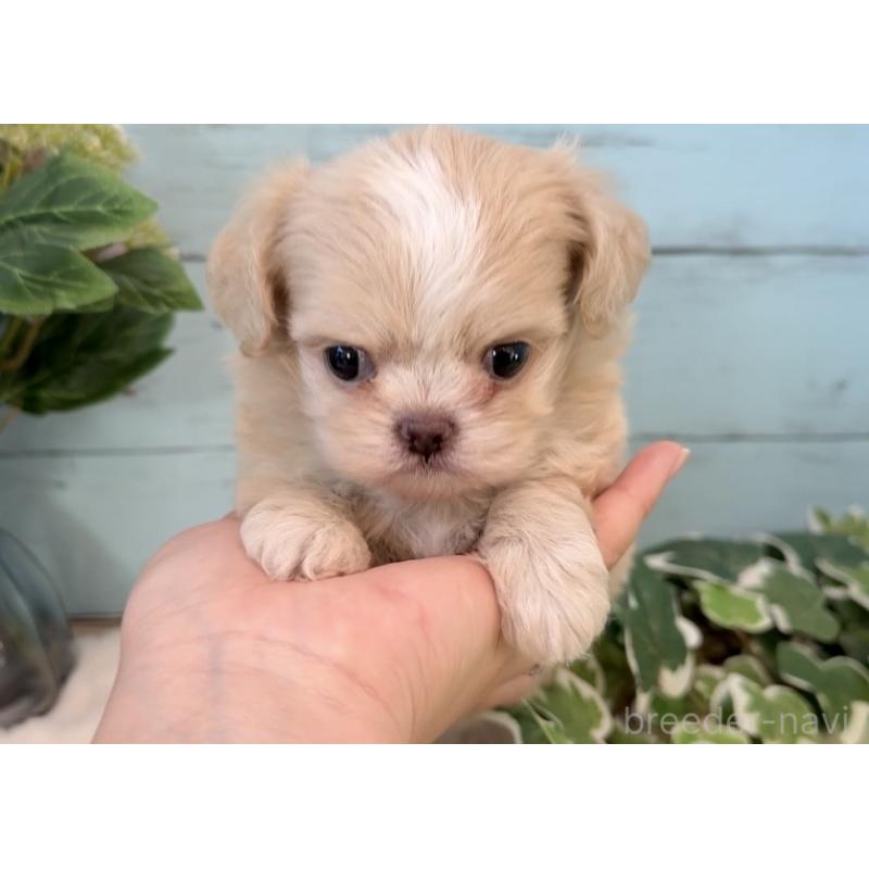 販売中の埼玉県のミックス犬-436822の4枚目