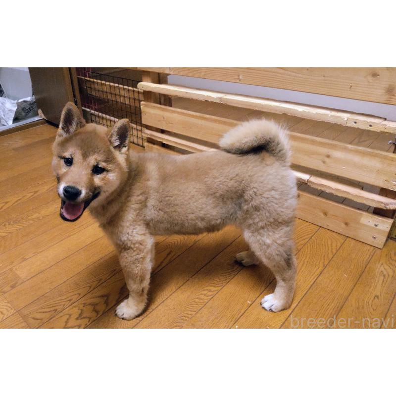 成約済の秋田県の柴犬-418363の4枚目