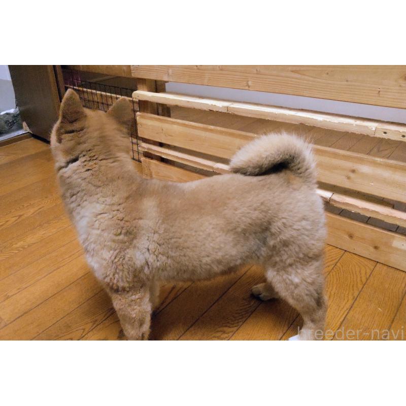 成約済の秋田県の柴犬-418363の3枚目