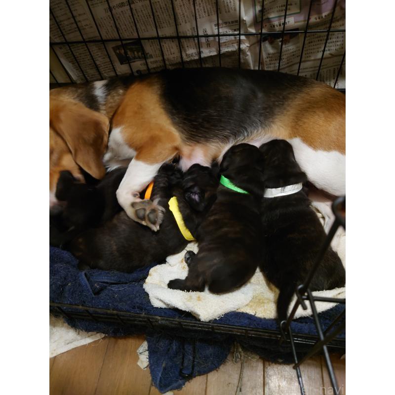 販売中の栃木県のミックス犬-436823の2枚目