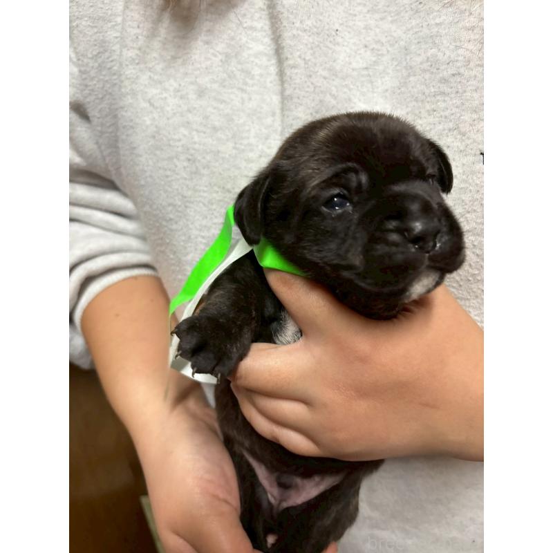 販売中の栃木県のミックス犬-436824の5枚目