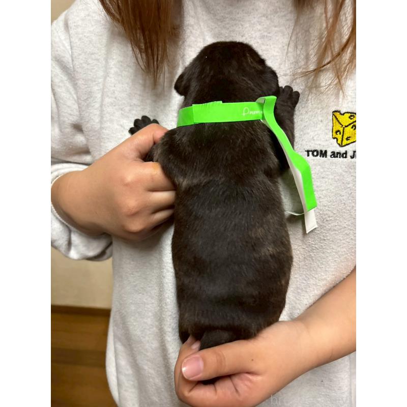 販売中の栃木県のミックス犬-436824の3枚目