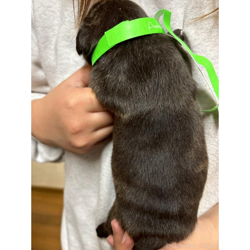 販売中の栃木県のミックス犬-436824の2枚目