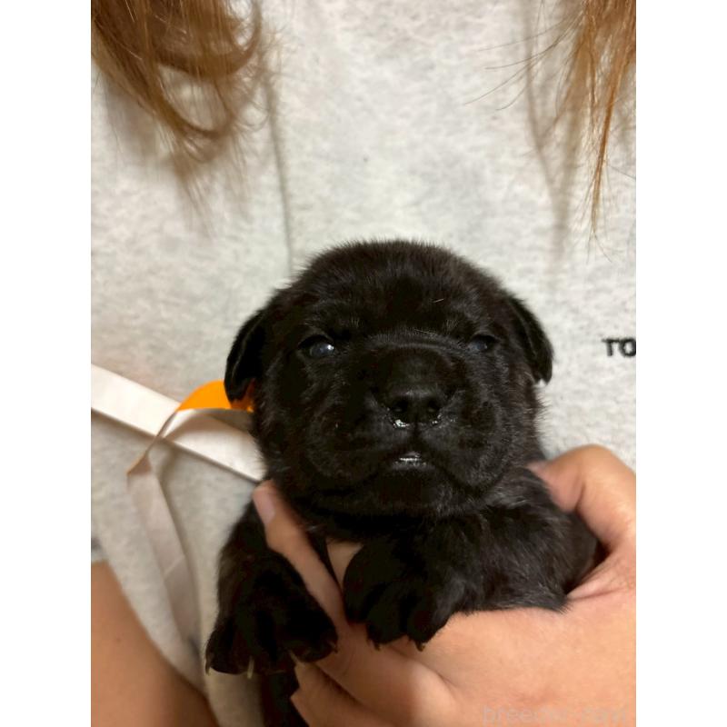 販売中の栃木県のミックス犬-436825の4枚目