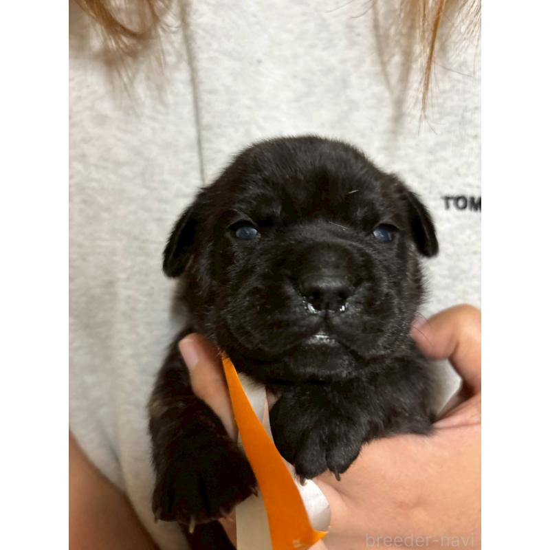 販売中の栃木県のミックス犬-436825の3枚目