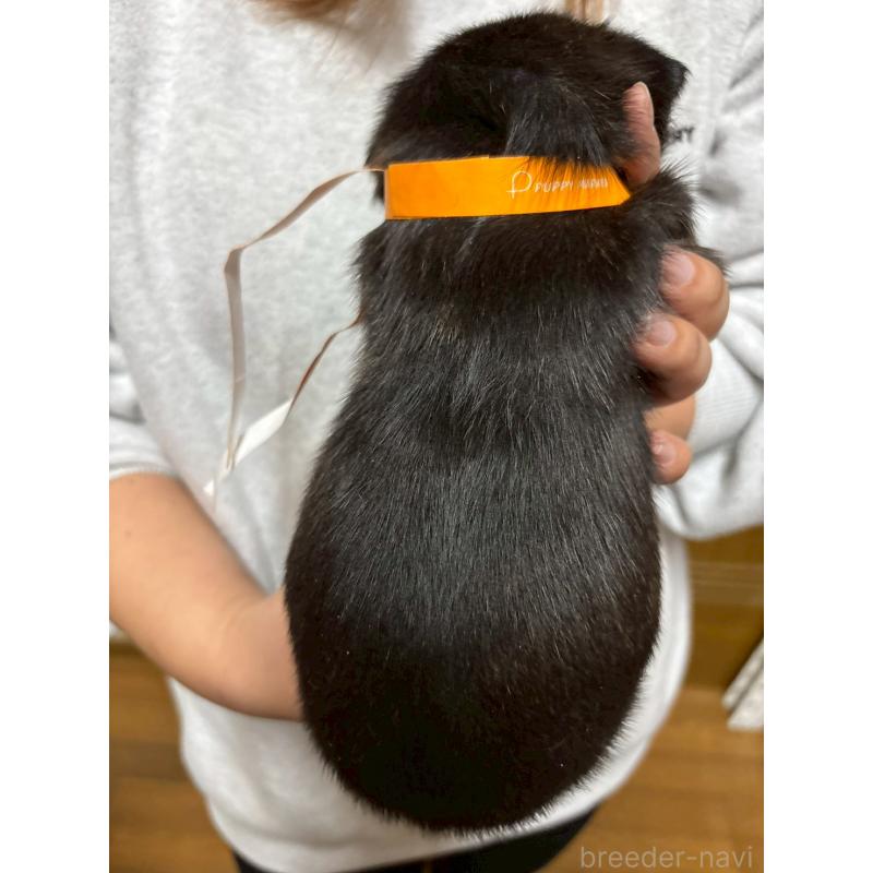 販売中の栃木県のミックス犬-436825の2枚目