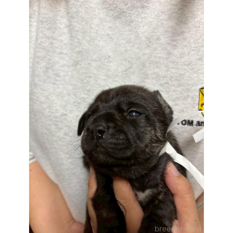 販売中の栃木県のミックス犬-436826の4枚目