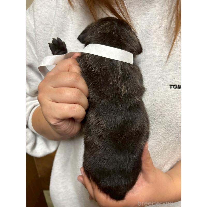 販売中の栃木県のミックス犬-436826の3枚目