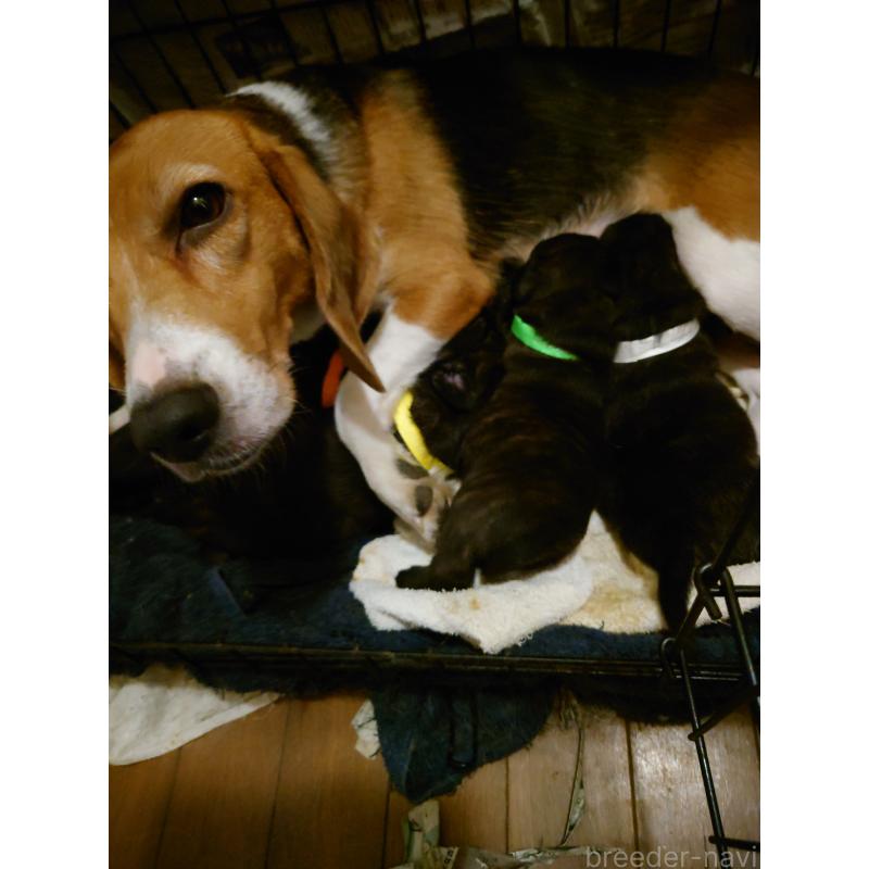 販売中の栃木県のミックス犬-436826の2枚目