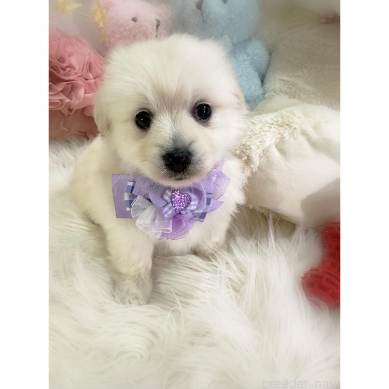 商談中の香川県のミックス犬-434305の10枚目