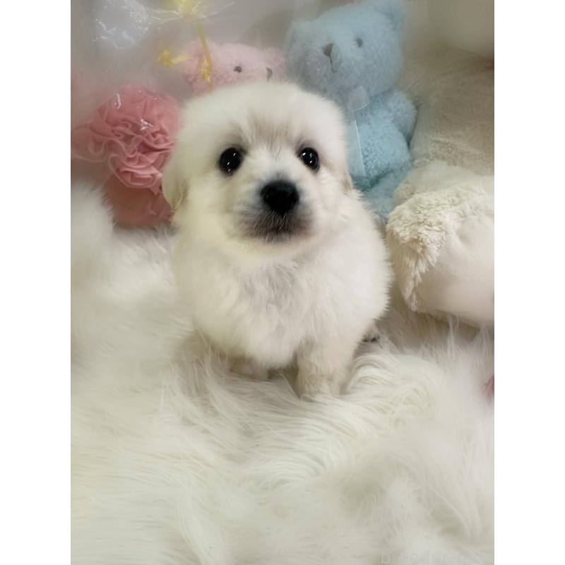 商談中の香川県のミックス犬-434305の9枚目