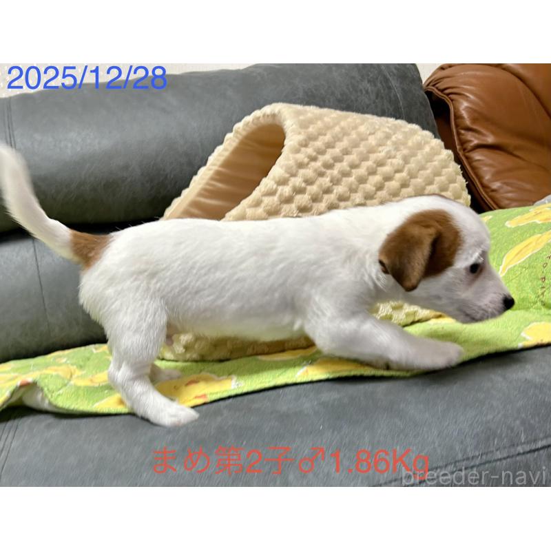 販売中の岡山県のジャックラッセルテリア-432751の7枚目