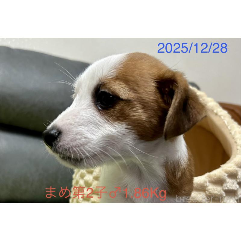 販売中の岡山県のジャックラッセルテリア-432751の6枚目