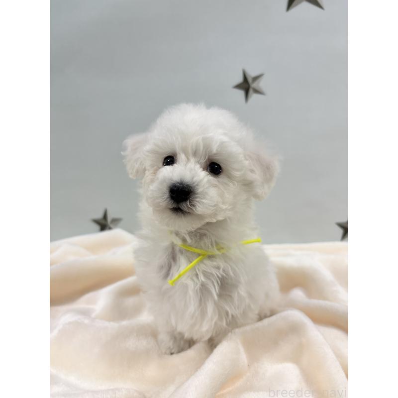 販売中の千葉県のトイプードル-432508の10枚目