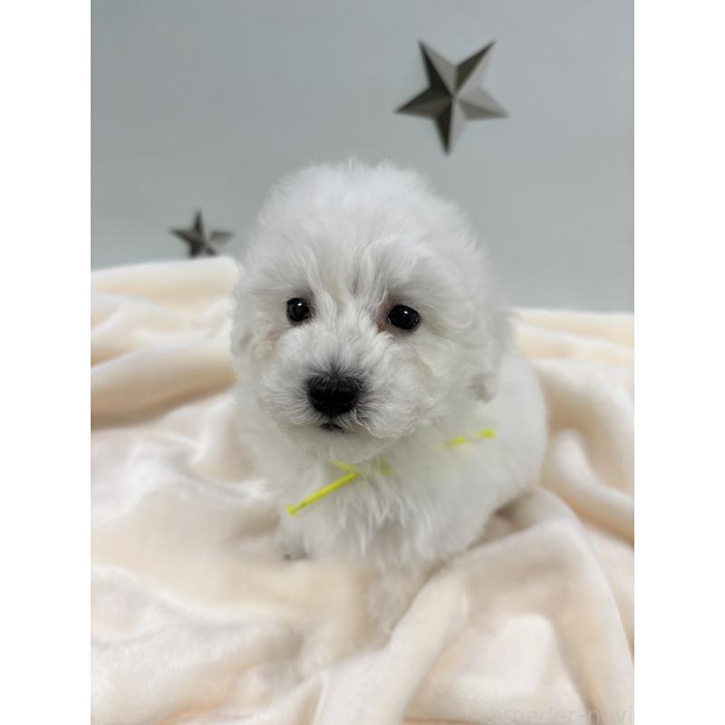 販売中の千葉県のトイプードル-432508の9枚目