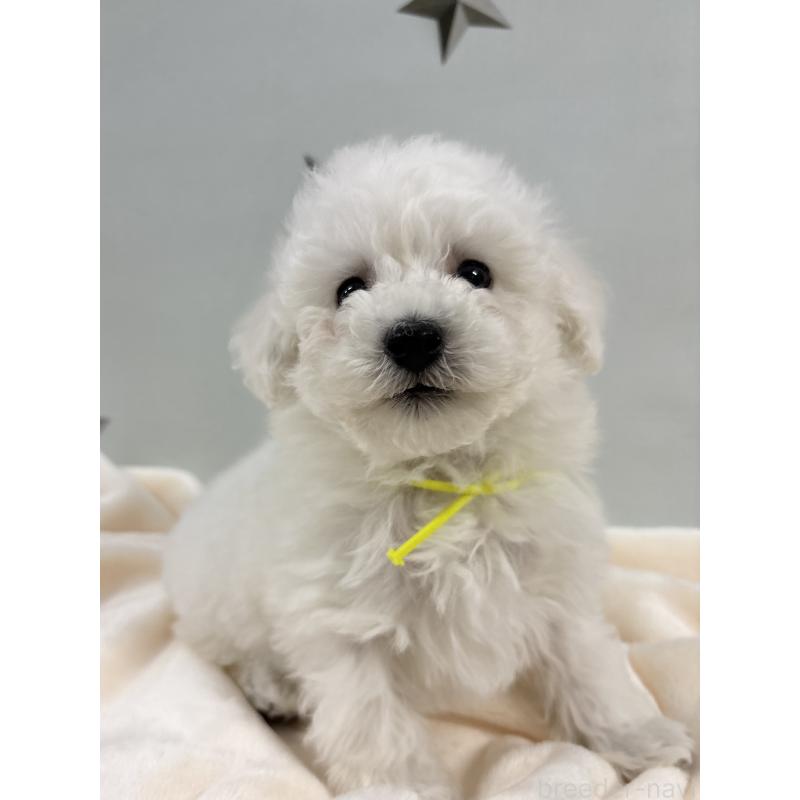 販売中の千葉県のトイプードル-432508の8枚目