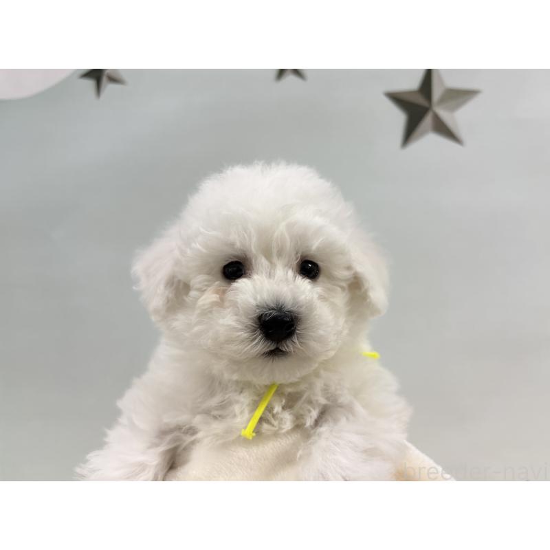 販売中の千葉県のトイプードル-432508の7枚目