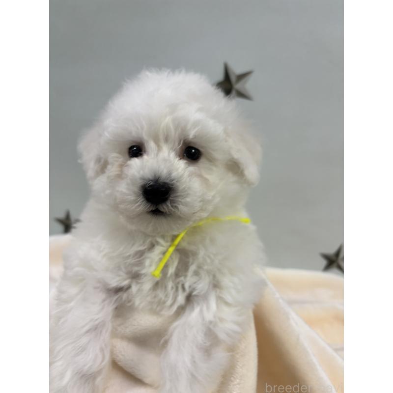 販売中の千葉県のトイプードル-432508の6枚目