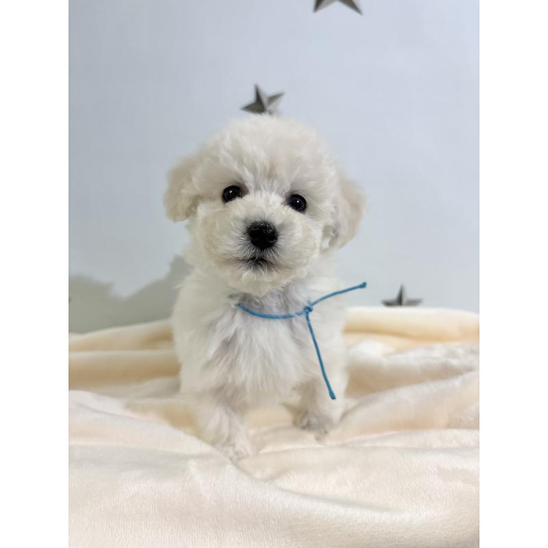 成約済の千葉県のトイプードル-432506の9枚目