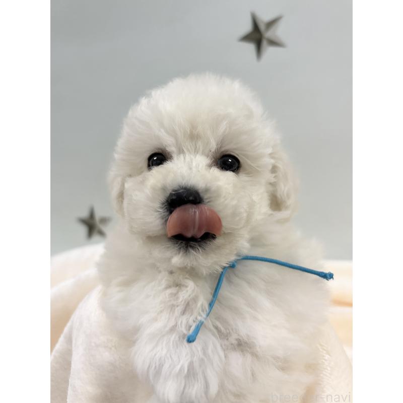 成約済の千葉県のトイプードル-432506の8枚目