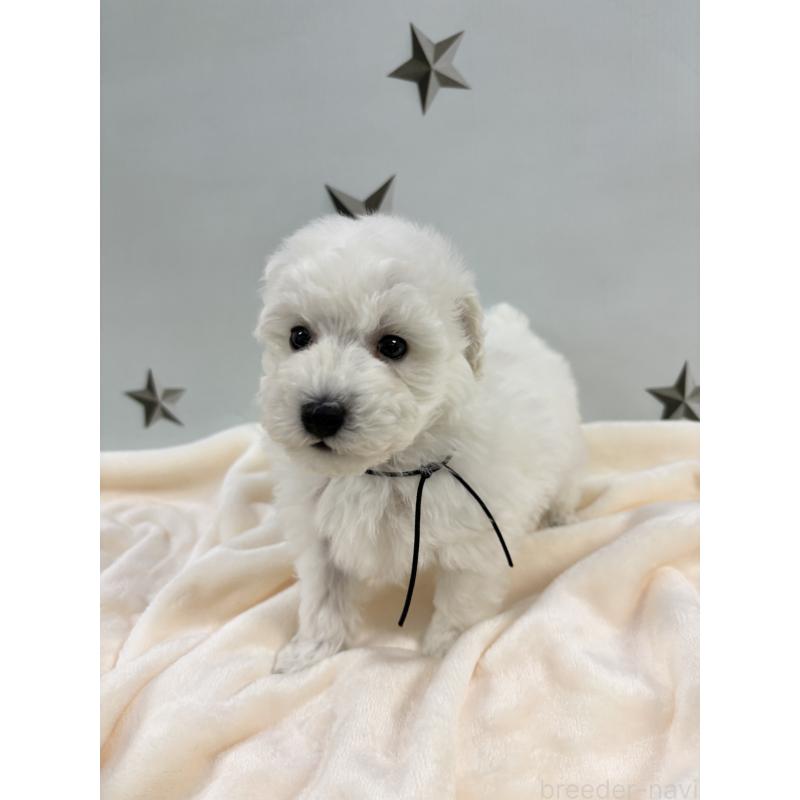 成約済の千葉県のトイプードル-432511の10枚目