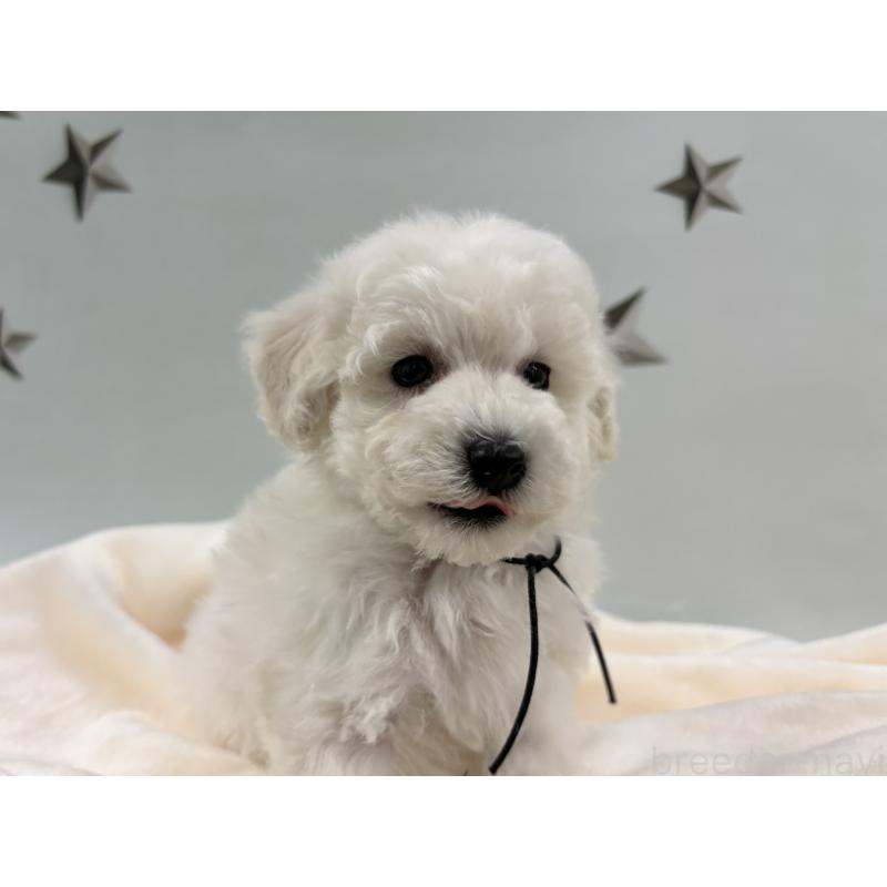 成約済の千葉県のトイプードル-432511の9枚目