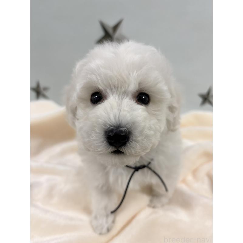 成約済の千葉県のトイプードル-432511の8枚目