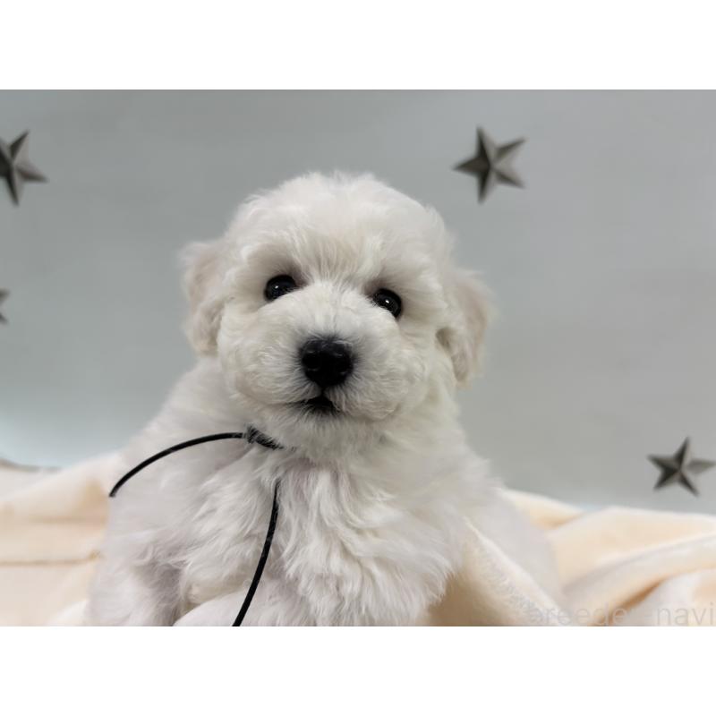 成約済の千葉県のトイプードル-432511の7枚目