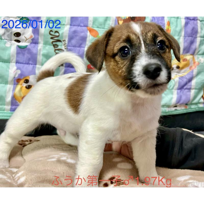 成約済の岡山県のジャックラッセルテリア-433892の7枚目